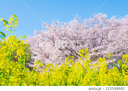 桜と菜の花(権現堂桜堤にて) 桜と菜の花(権現堂桜堤にて) 123599982