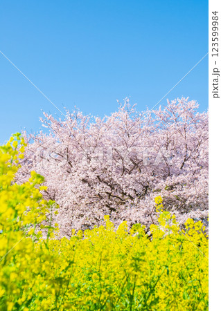 桜と菜の花(権現堂桜堤にて) 桜と菜の花(権現堂桜堤にて) 123599984