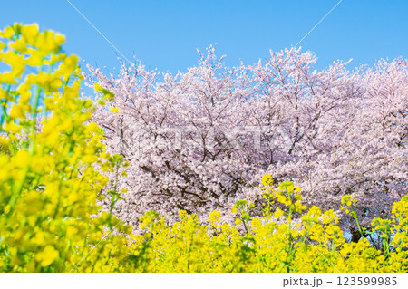 桜と菜の花(権現堂桜堤にて) 桜と菜の花(権現堂桜堤にて) 123599985