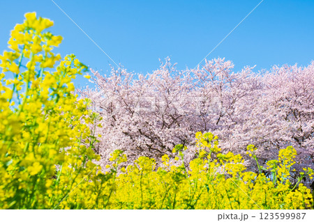 桜と菜の花(権現堂桜堤にて) 桜と菜の花(権現堂桜堤にて) 123599987