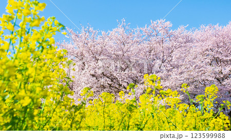 桜と菜の花(権現堂桜堤にて) 桜と菜の花(権現堂桜堤にて) 123599988