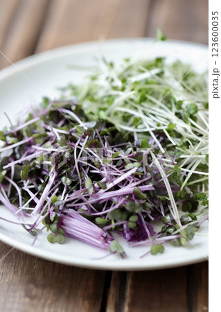カットしたブロッコリースプラウトとレッドキャベツスプラウト 123600035