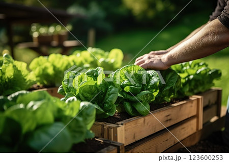 Harmony in Urban Agriculture: Wooden Raised Beds Flourish in a Modern Garden, Cultivating Plants, Herbs, Spices, and Vegetables for a Thriving Community Urban Rooftop Garden Oasis. created with 123600253