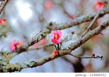 雨上がりに開きかけの紅梅 123600312