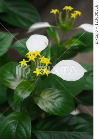 コンロンカの花 コンロンカの花 123600316