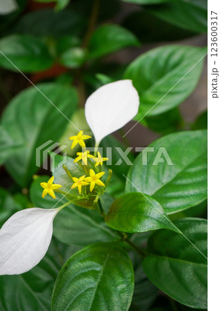 コンロンカの花 コンロンカの花 123600317