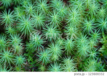 京都の仏教寺院の庭の苔 123600332