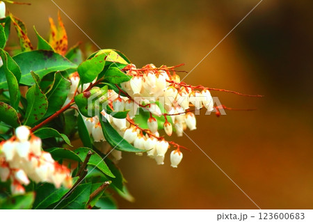 鈴なりに咲くあせびの花 123600683