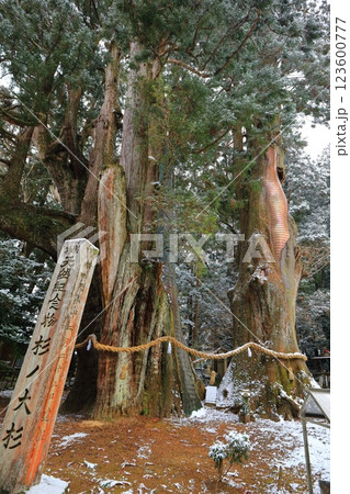 【高知県】雪が舞う日本一の杉の大杉 【高知県】雪が舞う日本一の杉の大杉 123600777