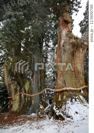 【高知県】雪が舞う日本一の杉の大杉 123600780