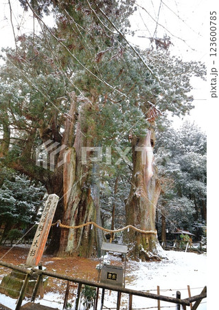 【高知県】雪が舞う日本一の杉の大杉 123600785