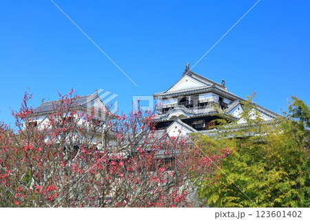 【愛媛県】早春の松山城と紅梅 【愛媛県】早春の松山城と紅梅 123601402