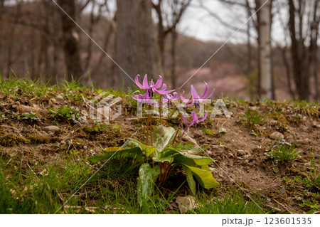 満開のピンクのカタクリの花 123601535