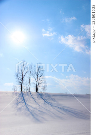 雪の丘の上の木立 雪の丘の上の木立 123601538