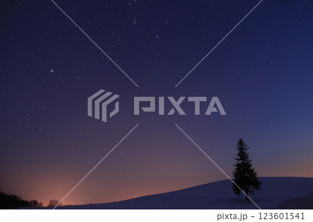 雪原に立つマツの木と星空 123601541