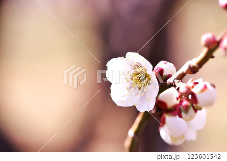 早春の梅の花 早春の梅の花 123601542