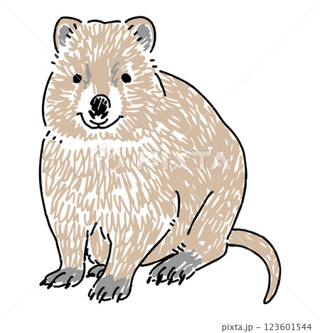 クオッカワラビーの手描きイラスト クオッカワラビーの手描きイラスト 123601544