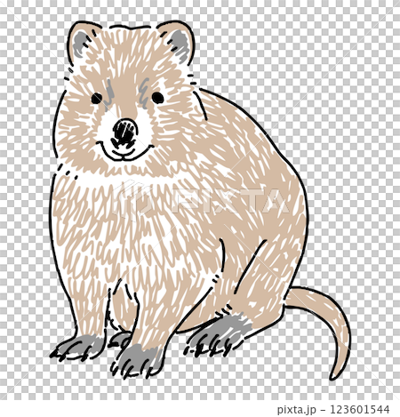 クオッカワラビーの手描きイラスト クオッカワラビーの手描きイラスト 123601544