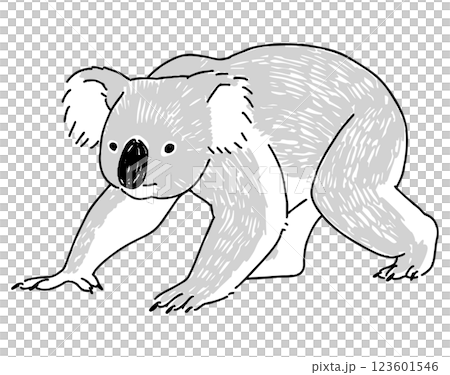 コアラの手描きイラスト 123601546