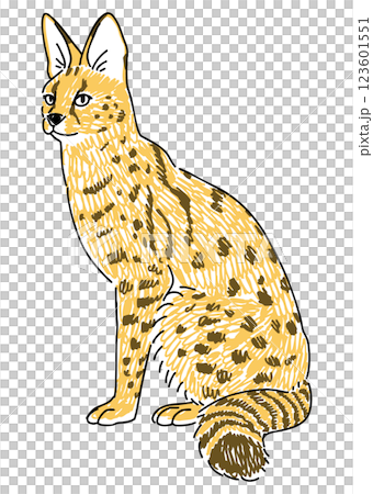 Serval cat hand drawn illustration 123601551