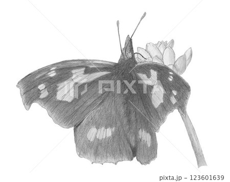 テングチョウ_鉛筆画 テングチョウ_鉛筆画 123601639