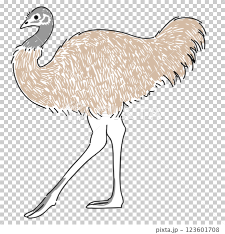 エミューの手描きイラスト 123601708