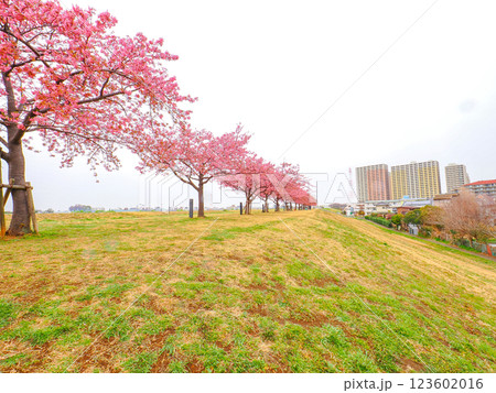 江戸川堤に咲く満開の桜 江戸川堤に咲く満開の桜 123602016
