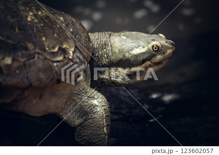 Australian Eastern Short-necked turtle Australian Eastern Short-necked turtle 123602057