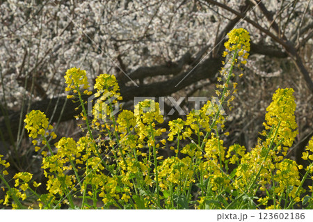 春の菜の花と白梅 123602186