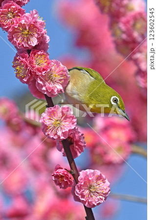 満開の紅梅にメジロさん （ 春イメージ ）（ 春うららかイメージ ） 123602545