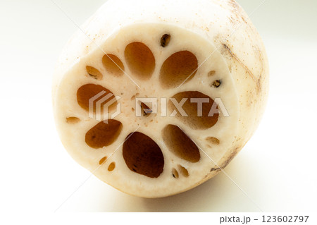 白背景に蓮根の断面のイメージ 123602797