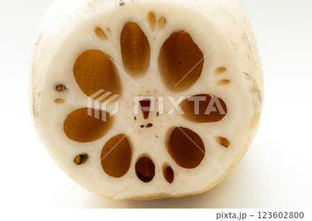 白背景に蓮根の断面のイメージ 123602800