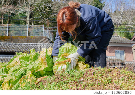 畑作業をする女性　田舎暮らし　家庭菜園 123602886