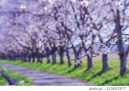 栃木県那珂川町  北向田の桜並木 栃木県那珂川町  北向田の桜並木 123602977