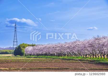 栃木県那珂川町  北向田の桜並木 123602980