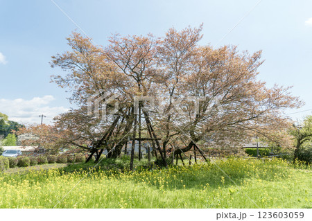 葉桜になりかけた「狩宿の下馬桜」【日本五大桜】静岡県富士宮市 葉桜になりかけた「狩宿の下馬桜」【日本五大桜】静岡県富士宮市 123603059