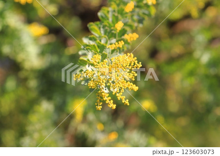 ミモザアカシアの蕾　 123603073