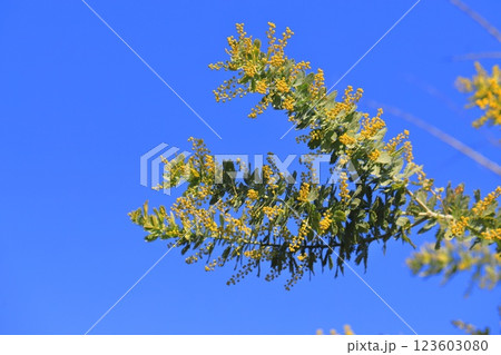 ミモザアカシアの蕾　 123603080