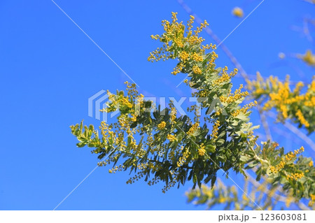 ミモザアカシアの蕾 ミモザアカシアの蕾 123603081