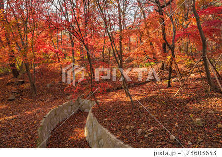 Seoul South Korea, red maple tree leaf at Samcheong Park in autumn season Seoul South Korea, red maple tree leaf at Samcheong Park in autumn season 123603653