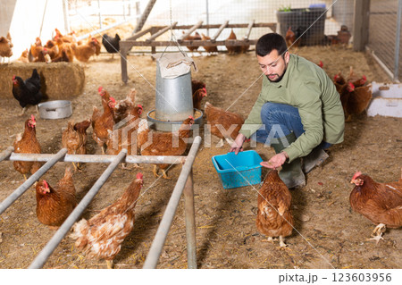 Male farmer feeding chickens in chicken coop Male farmer feeding chickens in chicken coop 123603956