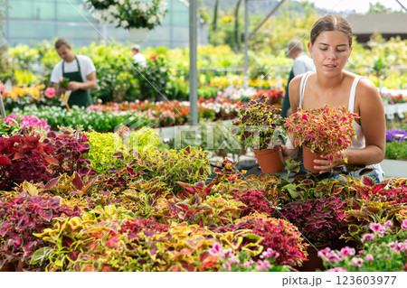 Girl choosing potted coleo flowers at flower farm Girl choosing potted coleo flowers at flower farm 123603977