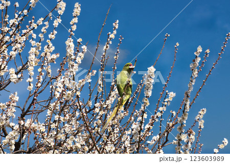 梅の花を食いちぎって蜜を吸うワカケホンセイインコ1 梅の花を食いちぎって蜜を吸うワカケホンセイインコ1 123603989