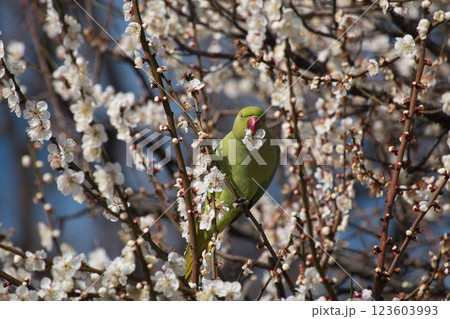 梅の花を食いちぎって蜜を吸うワカケホンセイインコ5 123603993