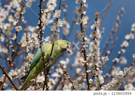 梅の花を食いちぎって蜜を吸うワカケホンセイインコ6 123603994