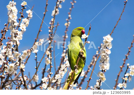 梅の花を食いちぎって蜜を吸うワカケホンセイインコ7 123603995