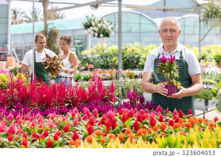 Mature male employee of garden shopping center inspects product, pot with celosia. Mature male employee of garden shopping center inspects product, pot with celosia. 123604053