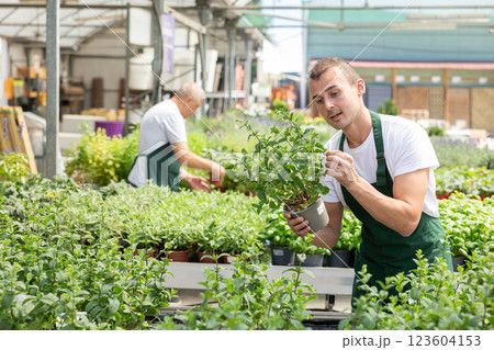 Young man holding mint in pot 123604153