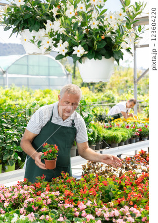 Elderly man holds begonia in pot Elderly man holds begonia in pot 123604220