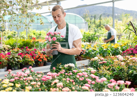 Male employee of garden shopping center inspects product, pot with rose. 123604240
